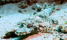 Sipadan_2015_Poisson crocodile de Beaufort_Cymbacephalus beauforti_IMG_2800_rc